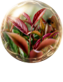 紫茶エキス