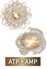 ATP・AMP