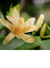 金香木