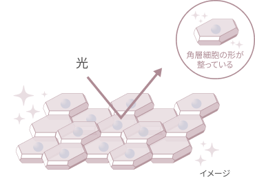  角層細胞の形が整っている