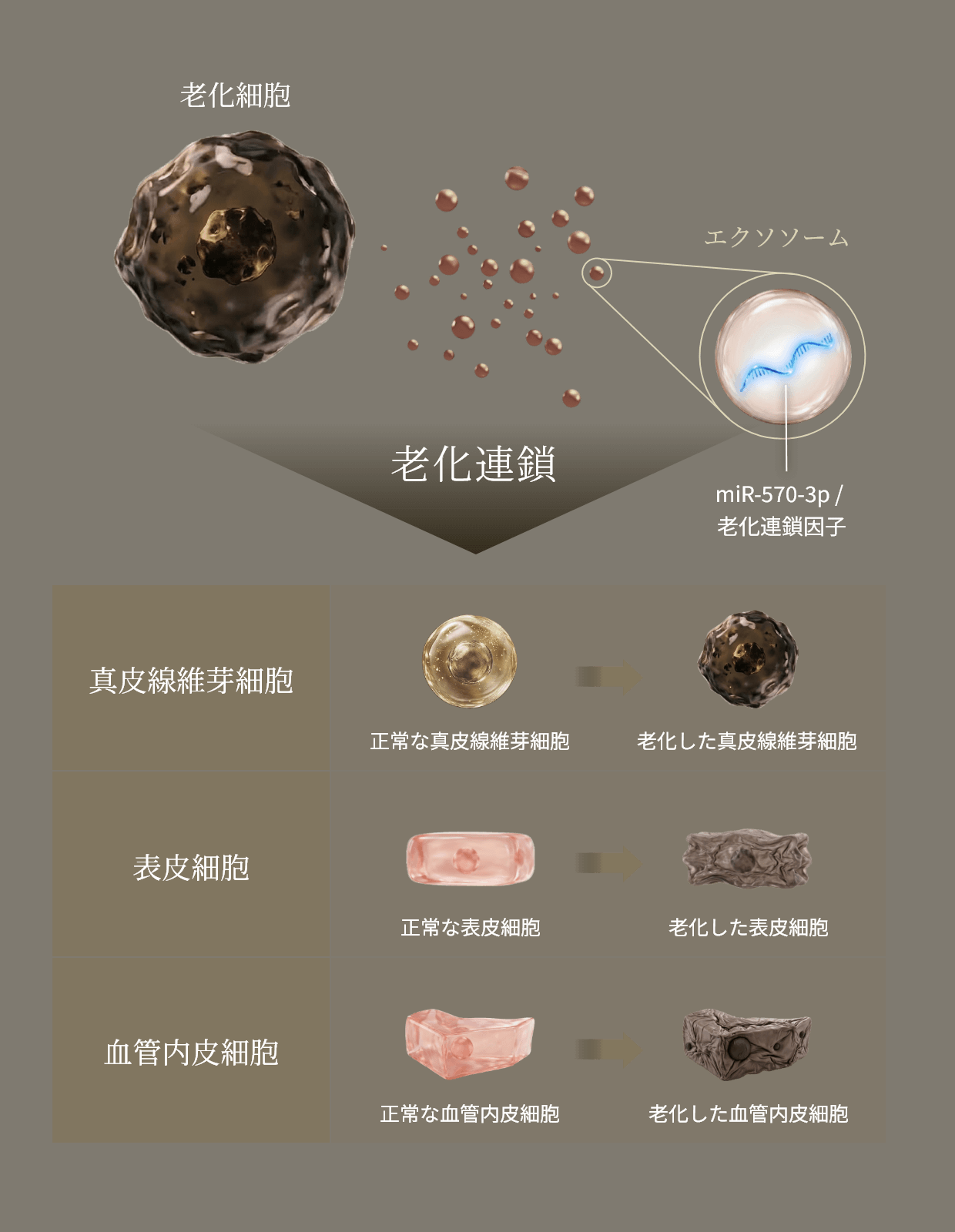 老化連鎖のグラフ