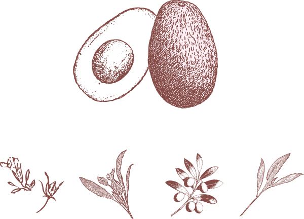 アボカドオイルと4種の植物イメージ